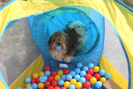 Flashmöpp Hundepension & Huta