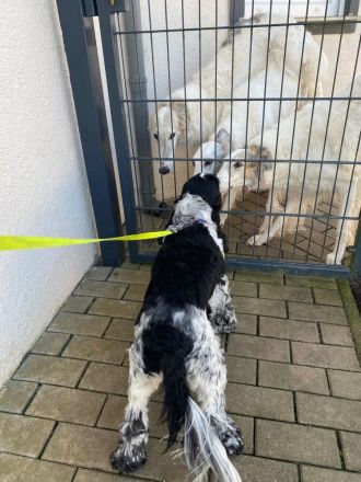 Flashmöpp Hundepension & Huta