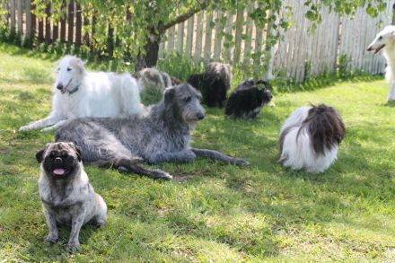 Flashmöpp Hundepension & Huta