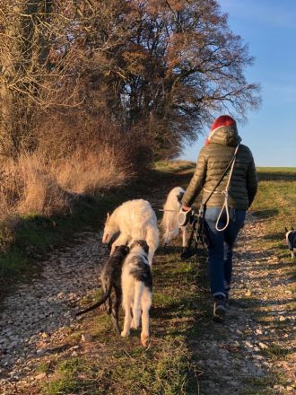 Flashmöpp Hundepension & Huta