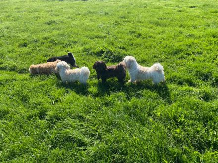 Flashmöpp Hundepension & Huta