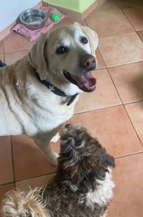 Flashmöpp Hundepension & Huta