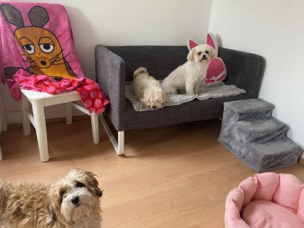 Flashmöpp Hundepension & Huta