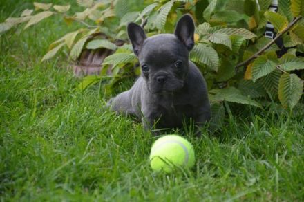 Französische Bulldogge Welpe zum abholen bereit mit Ahnentafel