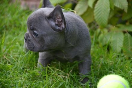 Französische Bulldogge Welpe zum abholen bereit mit Ahnentafel