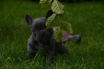 Französische Bulldogge Welpe zum abholen bereit mit Ahnentafel