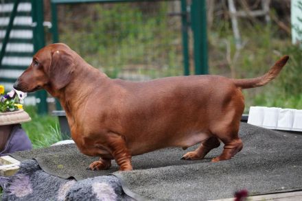 Dackel Welpen Kurzhaar mit Stammbaum