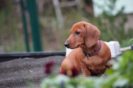 Dackel Welpen Kurzhaar mit Stammbaum