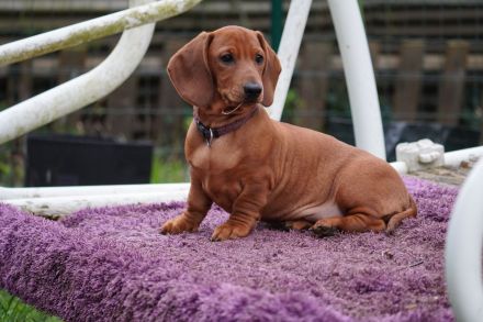 Dackel Welpen Kurzhaar mit Stammbaum