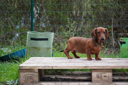 Dackel Welpen Kurzhaar mit Stammbaum