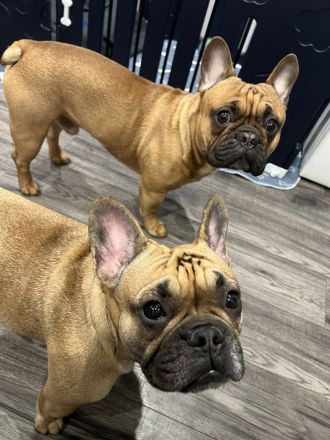 Französische Bulldogge Rüde