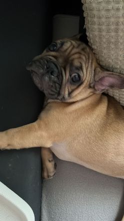 Französische Bulldogge Rüde