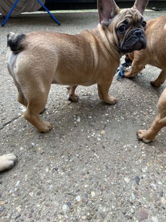 Französische Bulldogge Rüde