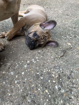 Französische Bulldogge Rüde