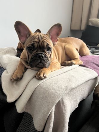 Französische Bulldogge Rüde