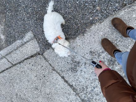 Maltesers männlich weiblich suchen schönes Zuhause