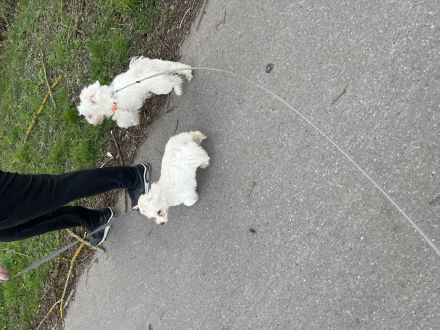 Maltesers männlich weiblich suchen schönes Zuhause