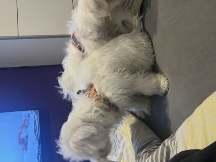 Maltesers männlich weiblich suchen schönes Zuhause