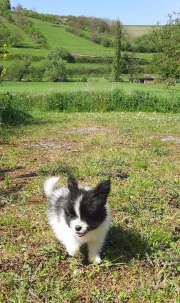 Anton und Amara von der Schmetterlingsliebe Papillon Welpen