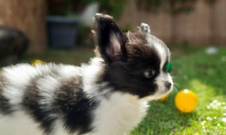 Anton und Amara von der Schmetterlingsliebe Papillon Welpen