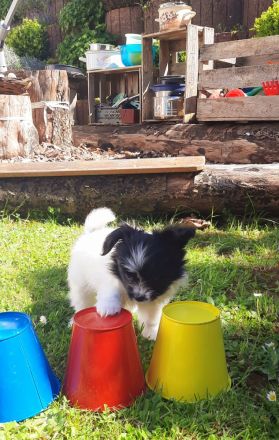 Anton und Amara von der Schmetterlingsliebe Papillon Welpen