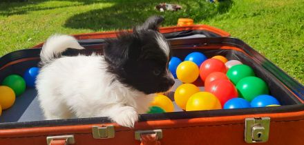 Anton und Amara von der Schmetterlingsliebe Papillon Welpen