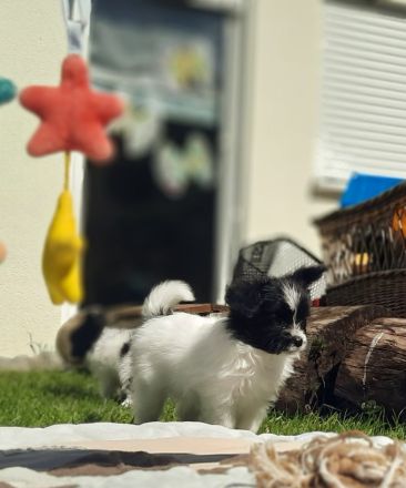 Anton und Amara von der Schmetterlingsliebe Papillon Welpen