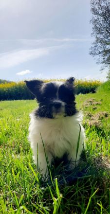 Anton und Amara von der Schmetterlingsliebe Papillon Welpen