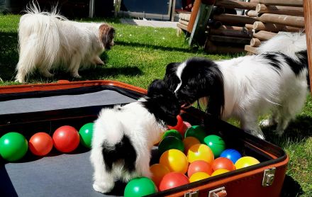 Anton und Amara von der Schmetterlingsliebe Papillon Welpen