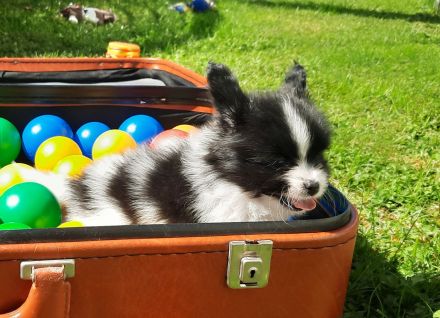 Anton und Amara von der Schmetterlingsliebe Papillon Welpen
