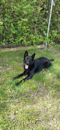 Suche dringend ein zuhause