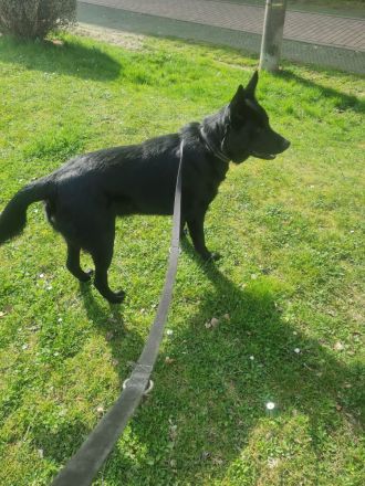 Suche dringend ein zuhause