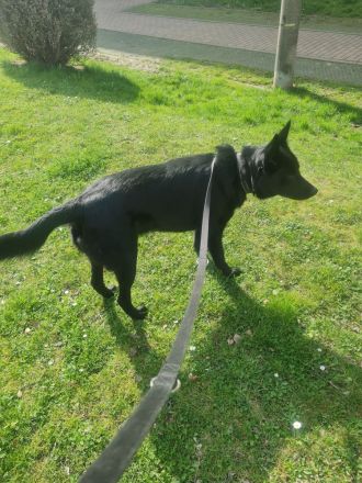 Suche dringend ein zuhause