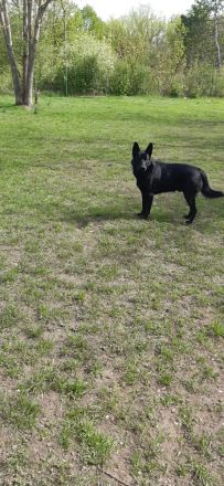 Suche dringend ein zuhause