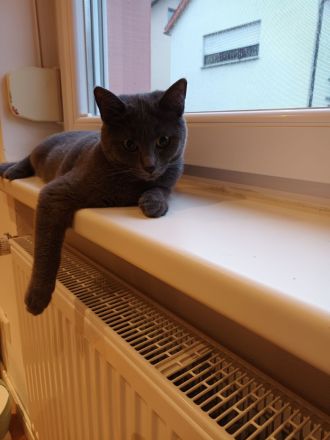 2 junge, gesunde Kätzinnen suchen ganz dringend neues Heim