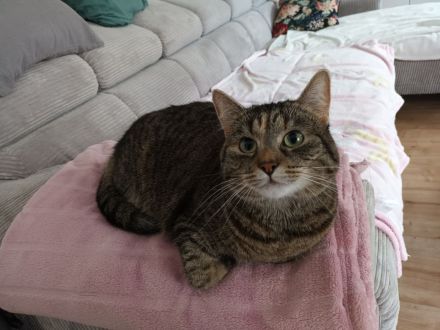 2 junge, gesunde Kätzinnen suchen ganz dringend neues Heim