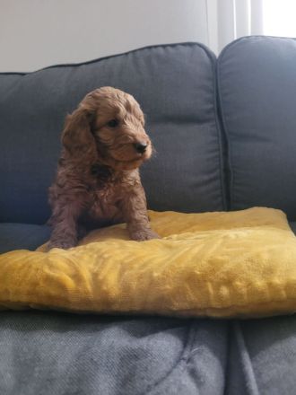 COCKERSPANIEL +PUDELTOY = COCKAPOO