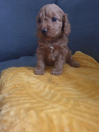 COCKERSPANIEL +PUDELTOY = COCKAPOO