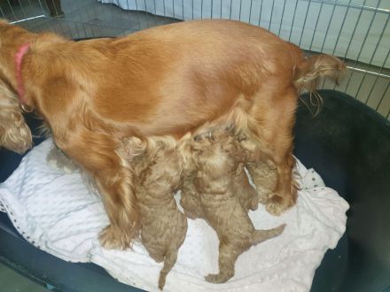 COCKERSPANIEL +PUDELTOY = COCKAPOO