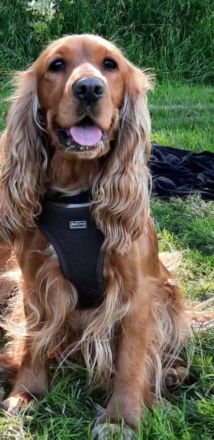 COCKERSPANIEL +PUDELTOY = COCKAPOO