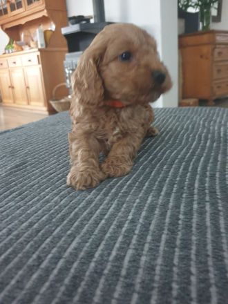 COCKERSPANIEL +PUDELTOY = COCKAPOO