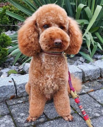 COCKERSPANIEL +PUDELTOY = COCKAPOO