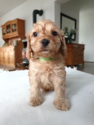 COCKERSPANIEL +PUDELTOY = COCKAPOO