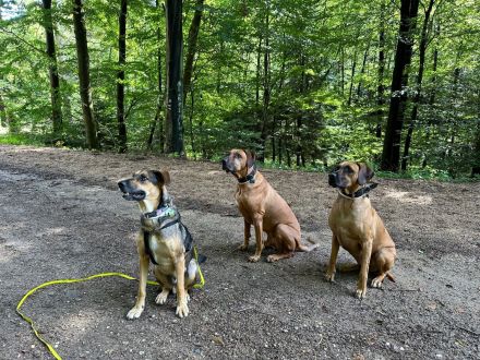 Perfect Match | Mensch-Hund-Training