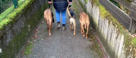 Perfect Match | Mensch-Hund-Training