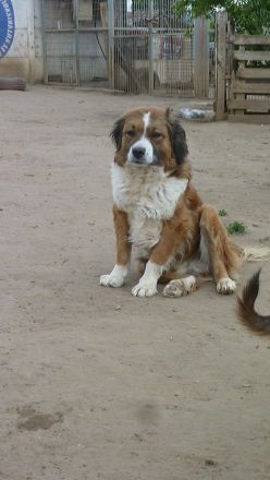 Zengö, braucht einen Kumpel an seiner Seite