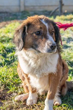 Zengö, braucht einen Kumpel an seiner Seite