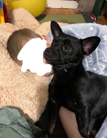 Französische Bulldogge x Jack Russel