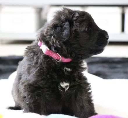 Bouvierkennel SkadiVar.de