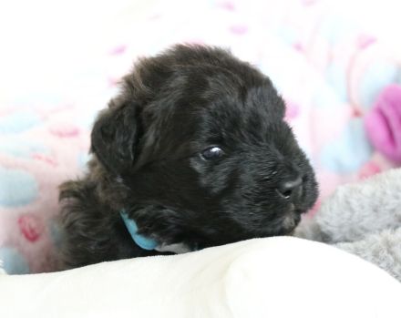 Bouvierkennel SkadiVar.de